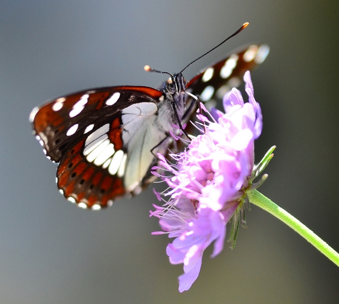 Il Velebit e le sue farfalle